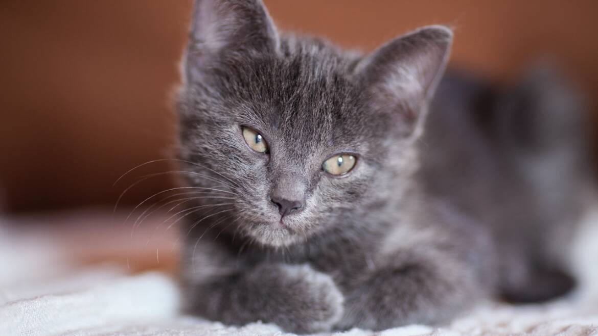 ¿Primera vez con un gatito en casa? Ten paciencia y buen humor…