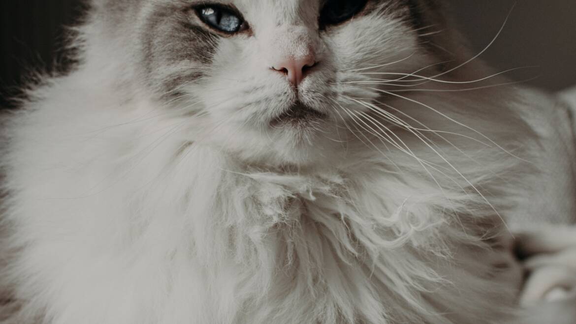 Ragdolls