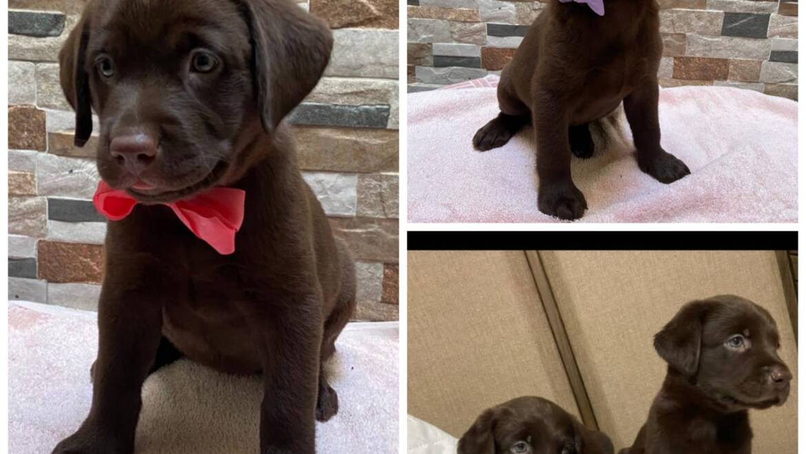 Doberman rojos hembras y machos en Medellín