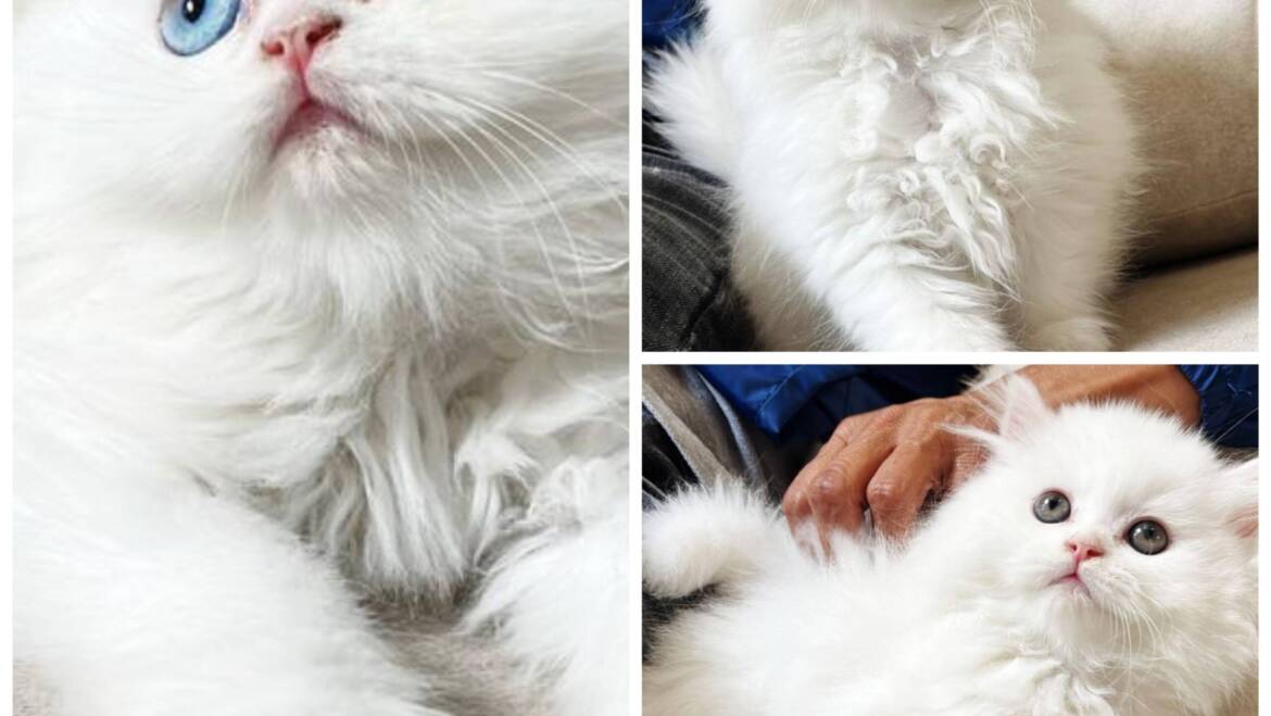 Persas en Medellín clásicos