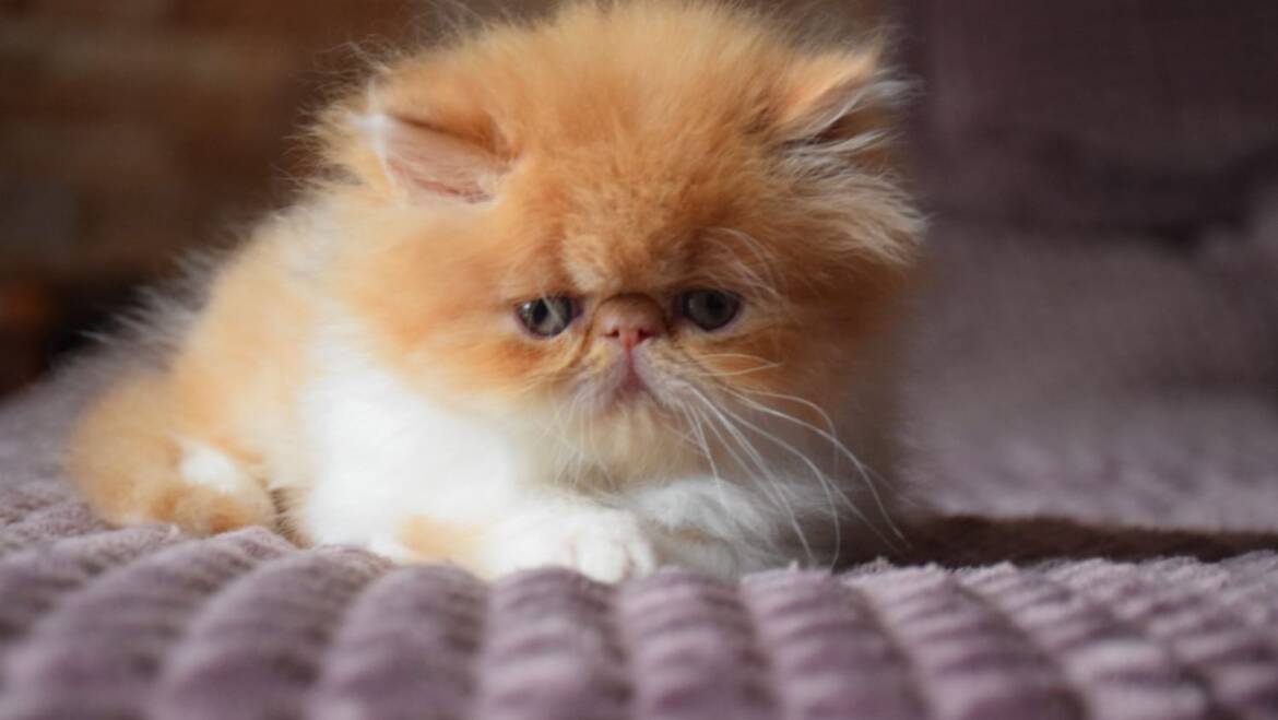 Persas machos y hembras clásicos y extremos en Medellín