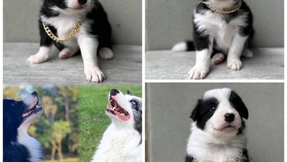 Border collie machos y hembras excelente genética