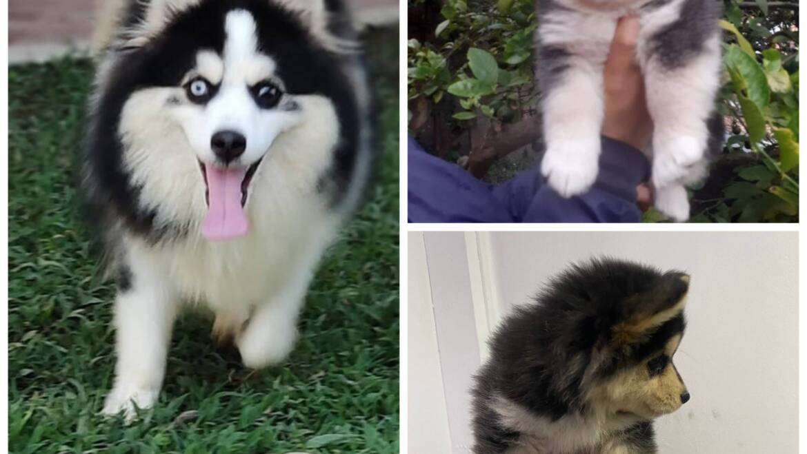 Pomsky macho en Medellín
