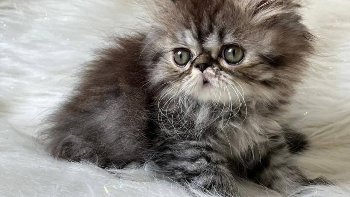 Espectacular persa hembra tortie en Medellín