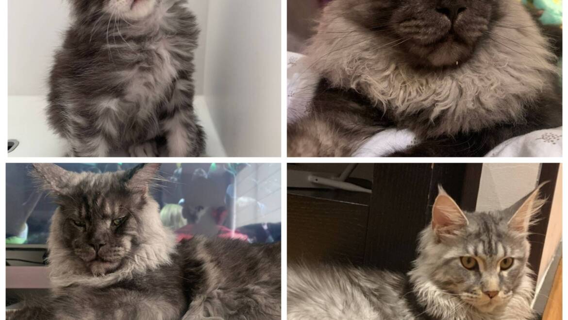 Mainecoon para la venta con pedigree en Bogotá y Medellin
