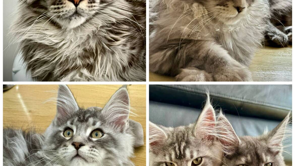 Imponentes Maine coon macho en Bogotá y Medellin con pedigree