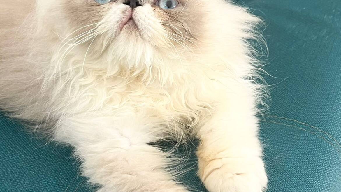 Persas en Medellín clásicos, extremos e Himalayos