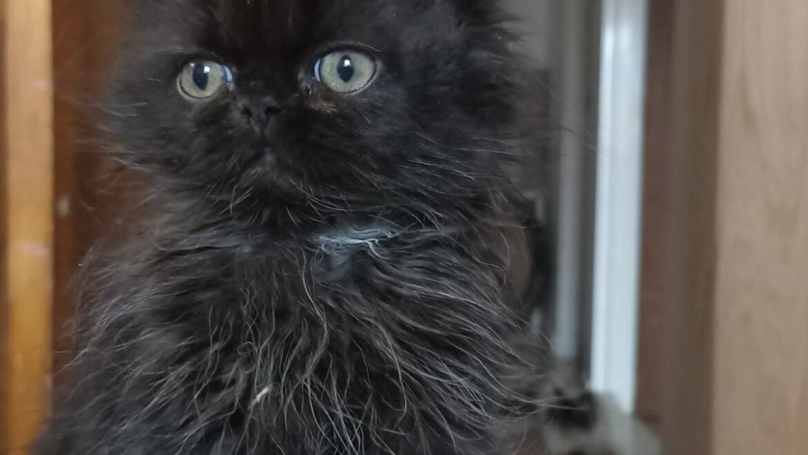 Para la venta  Persa clásica hembra en Medellín