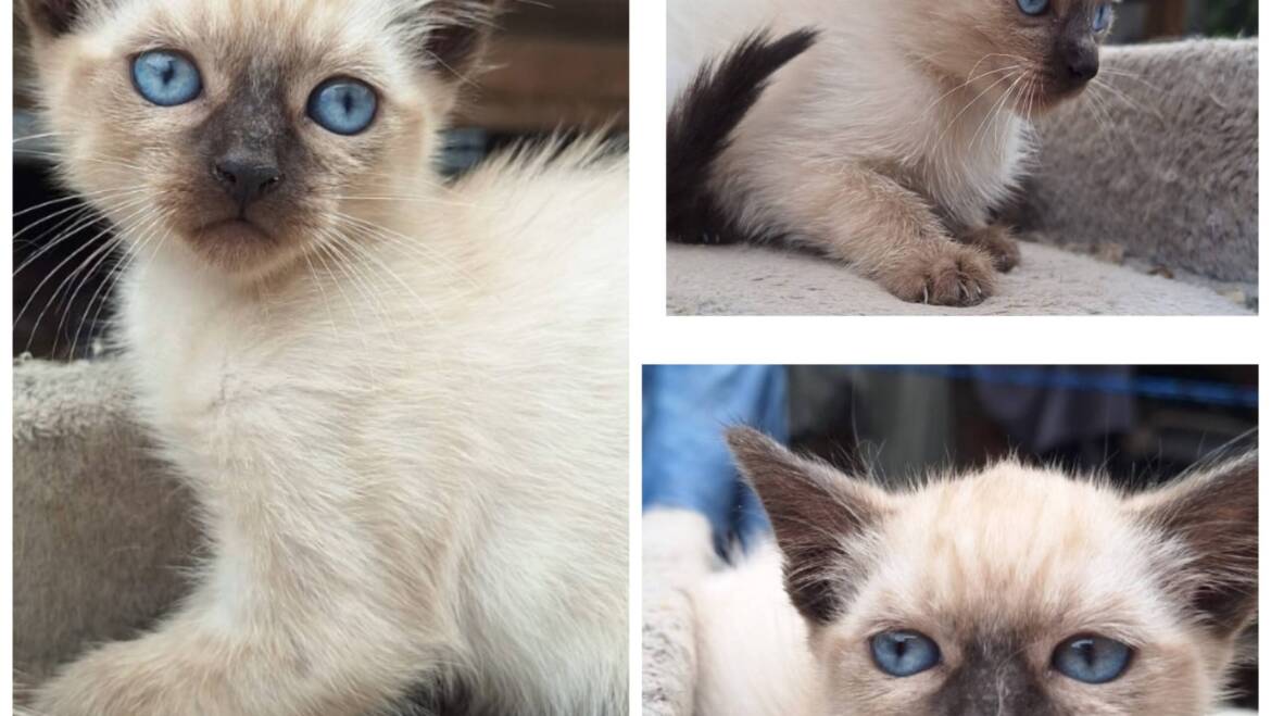 Para la venta encantadoras siamés seal point en Medellín