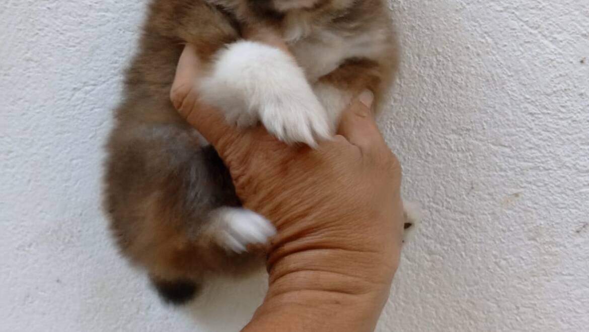 Pomerania en Medellín garantizados