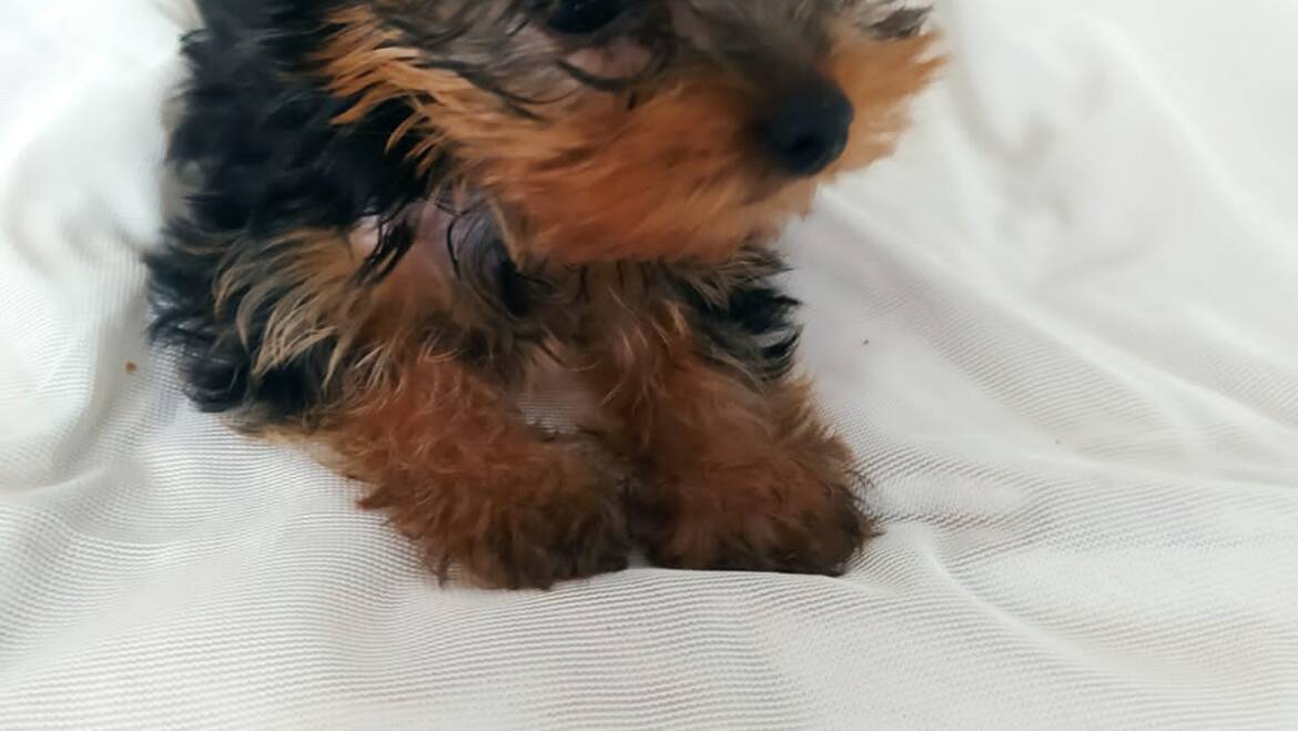 Yorkshire terrier mini hembra en Medellín