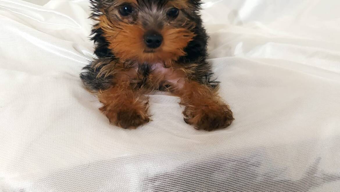 Yorkshire terrier mini hembra en Medellín
