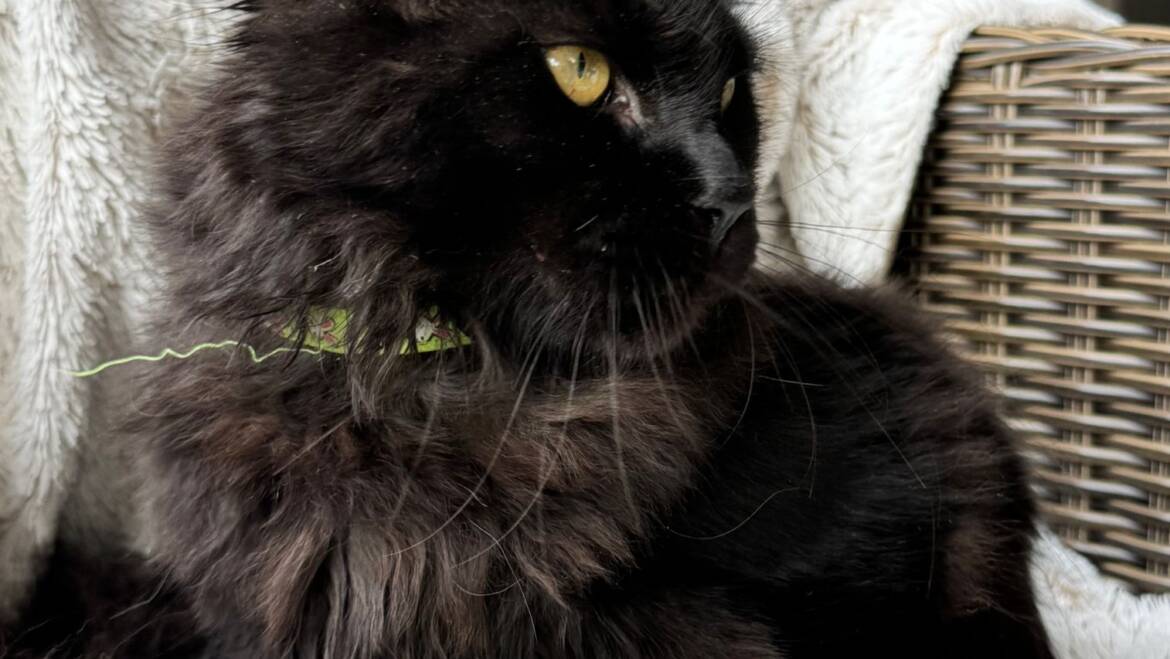 Maine coon con pedigree en Medellín excelente genética