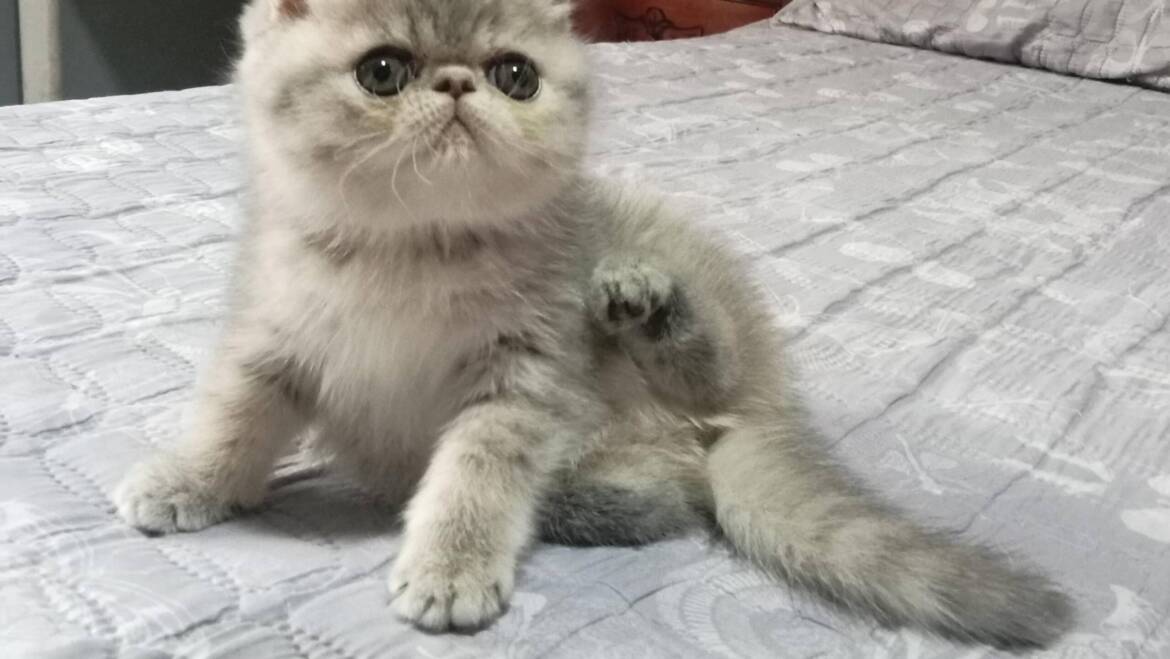 Exótica hembra en Medellín extrema (pelo corto)