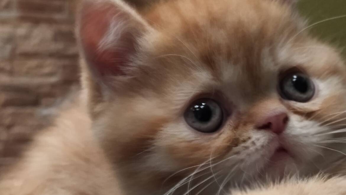 Exótico semi estreno macho (pelo corto)