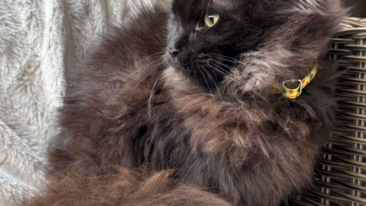 Mainecoon machos y hembras para entrega inmediata, precio especial… temporada de madres