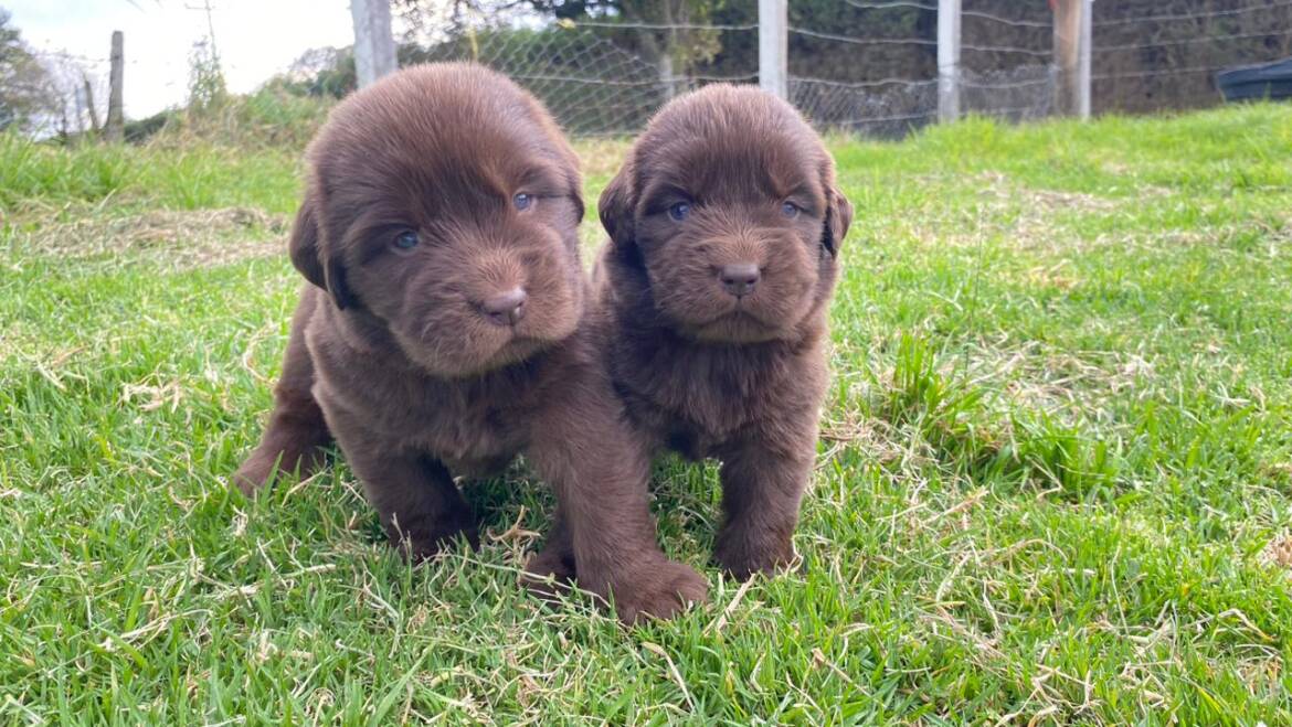 Labrador chocolate en Medellín