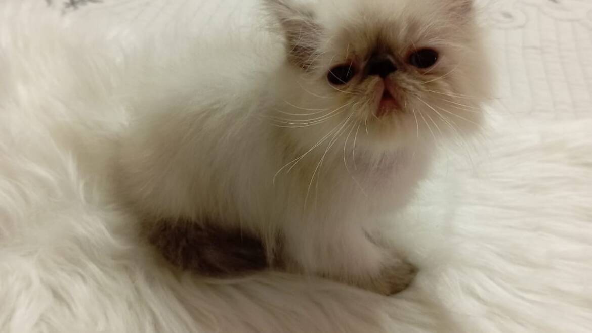 Persa extrema hembra Himalaya  en Medellín