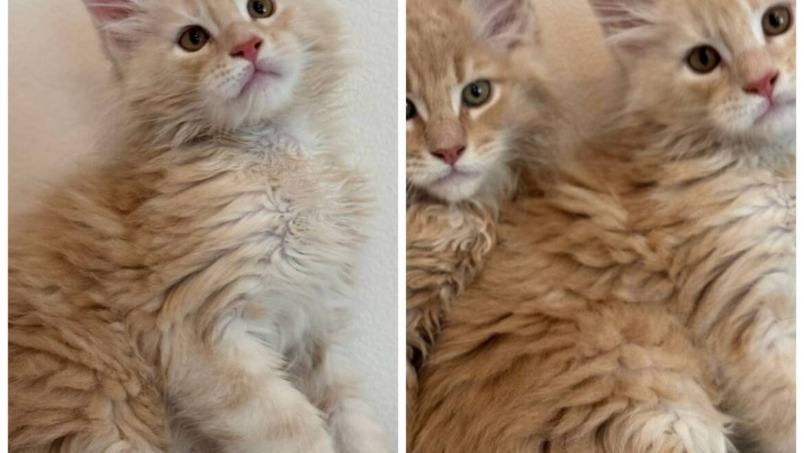 Gatos Maine coon con Registro Tica, en Medellín