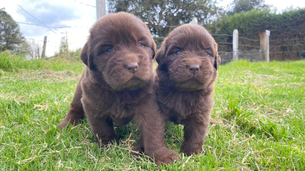 Labradores chocolate en Medellín excelente genética