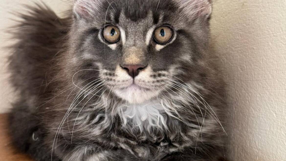 Mainecoon con pedigree en Medellín