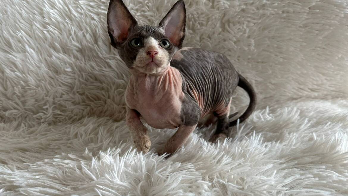 Esfinge en Medellín machos y hembras