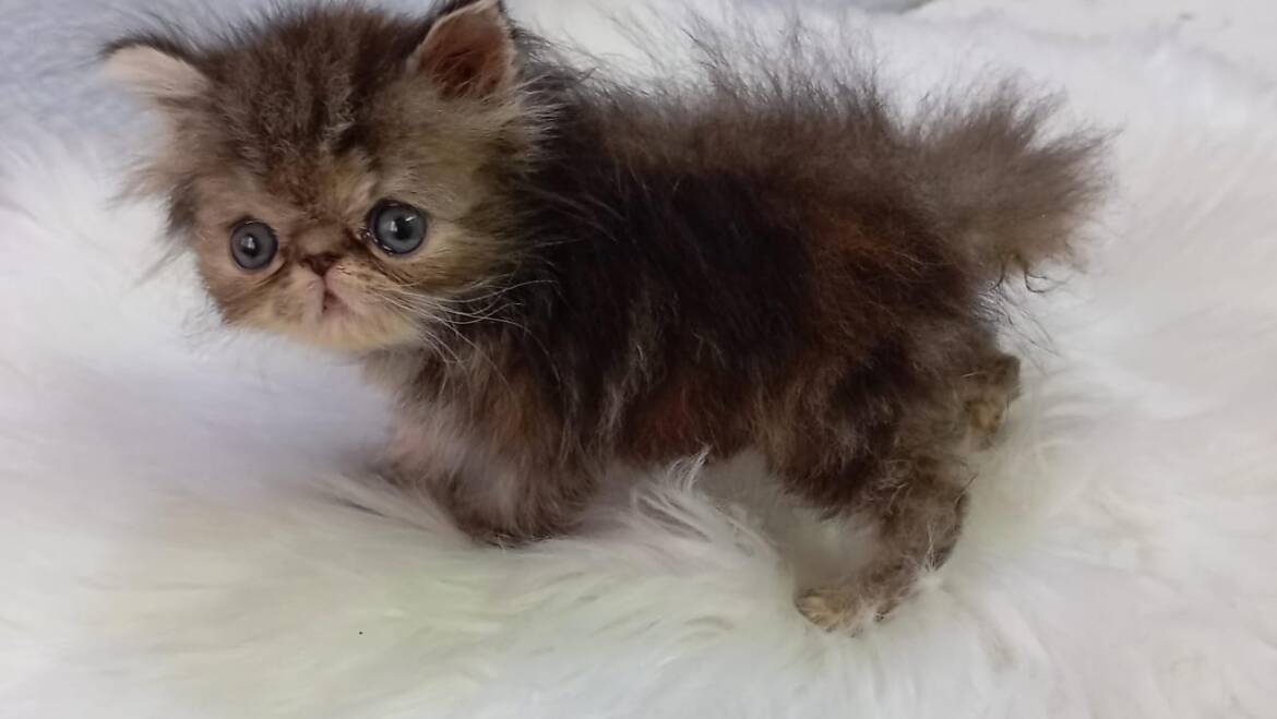 Gato persa extremo tabby en Medellín garantizado