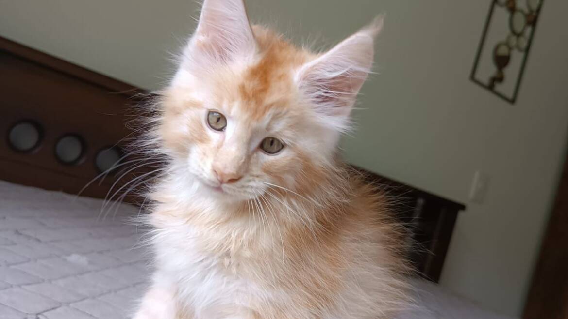 Venta de gato Maine coon con registro TICA en Medellín machos y hembras