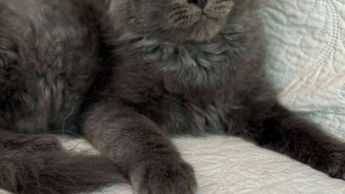 Maine coon en Medellín con pedigree