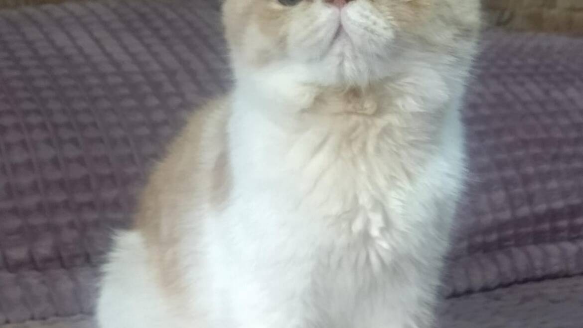 Gato exótico macho en Medellín “precio especial”