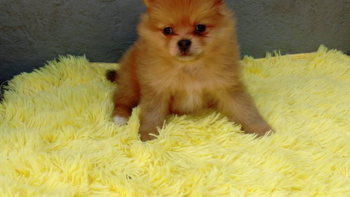 Venta de cachorros pomerania en Medellín