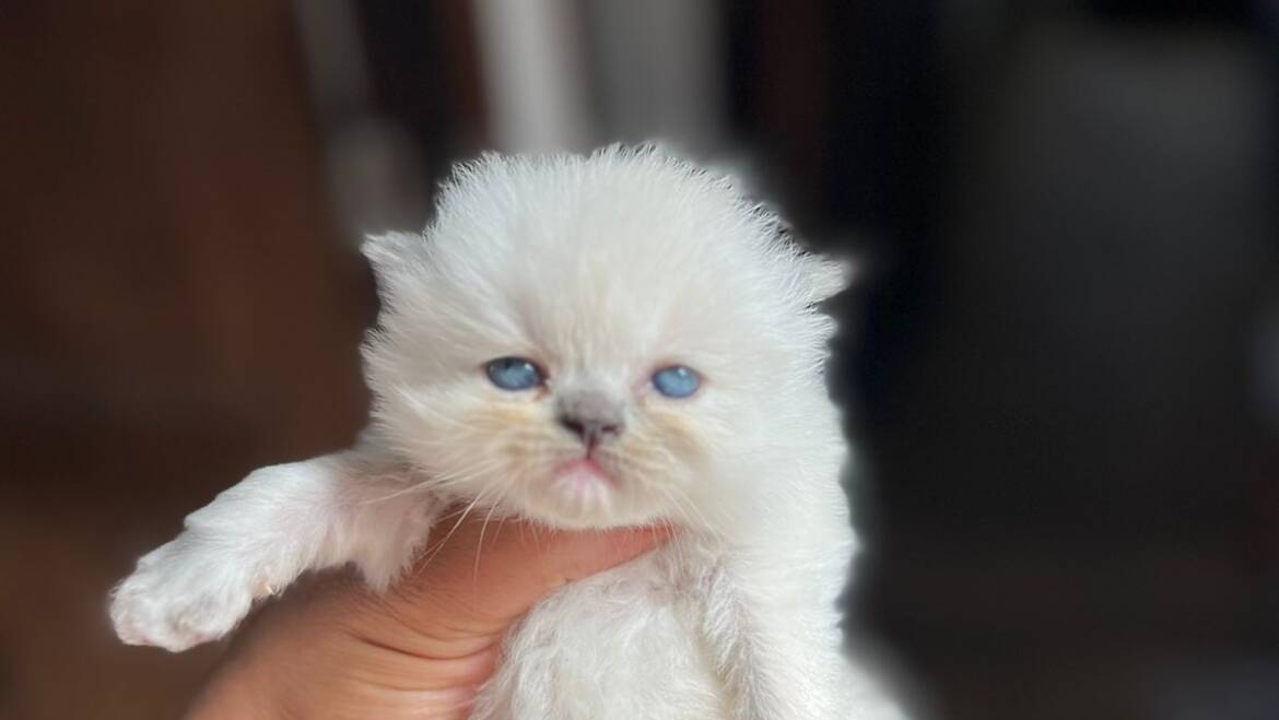 Venta de Himalayos machos y hembras en Medellín