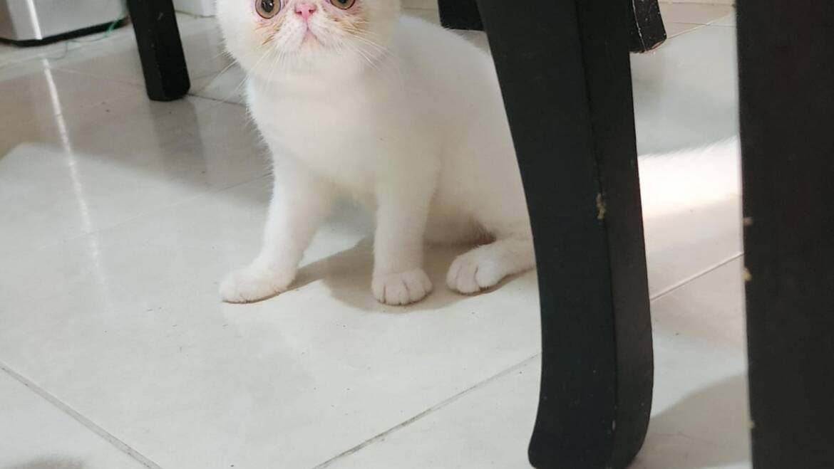 Exóticos machos y hembras de 3 meses