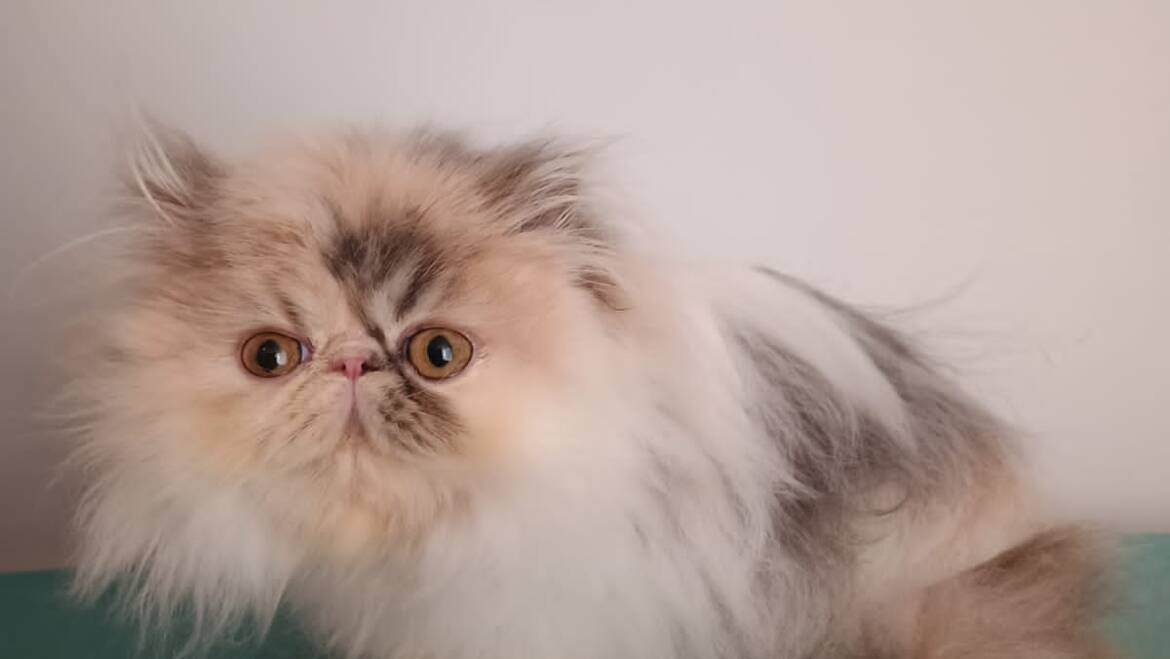 Gata Persa calica extrema en venta en medellín