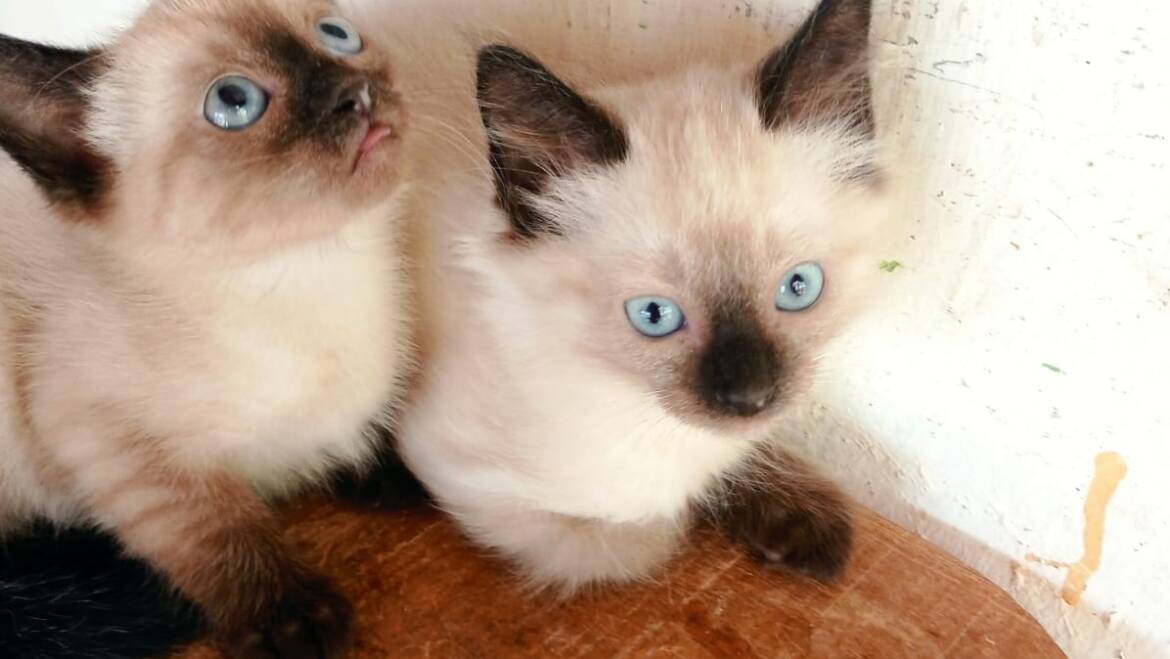 Siamés seal point machos y hembras garantizados ( hipoalergénicos)