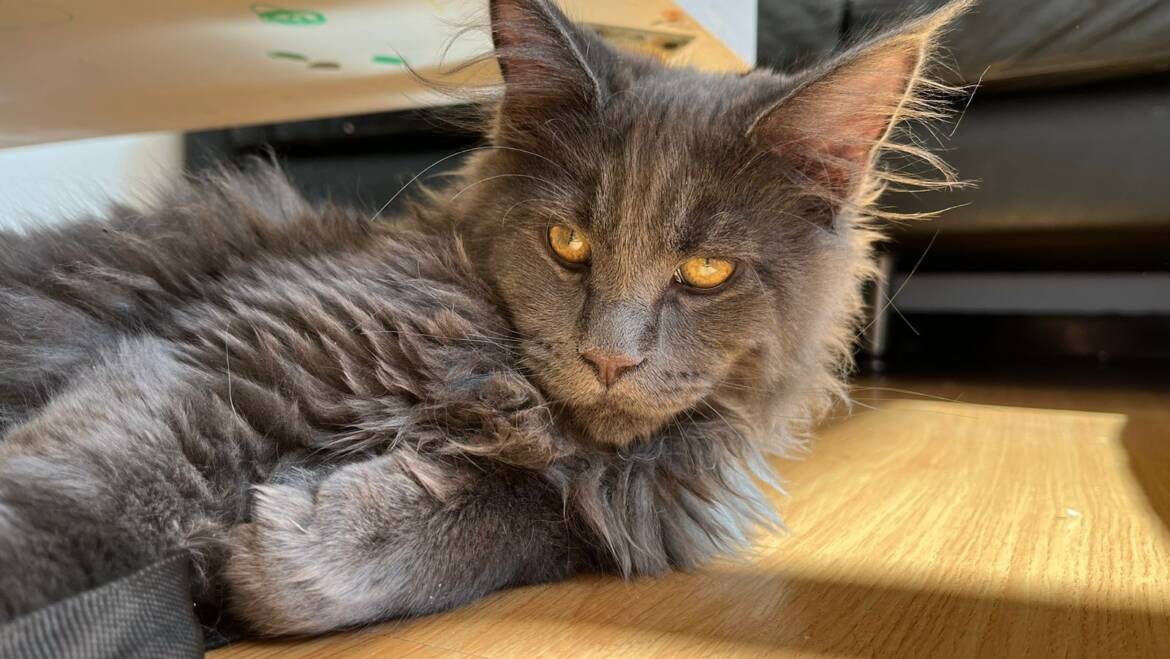 Maine coon excelente precio y genética con registro