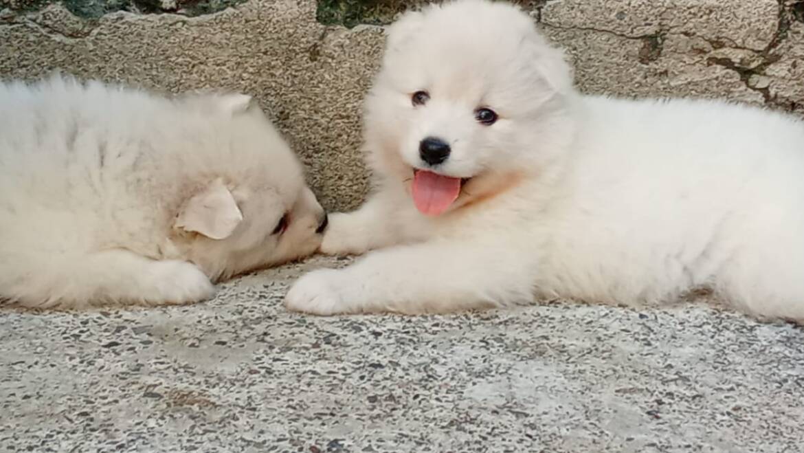 Cachorros samoyedos machos y hembras en medellín