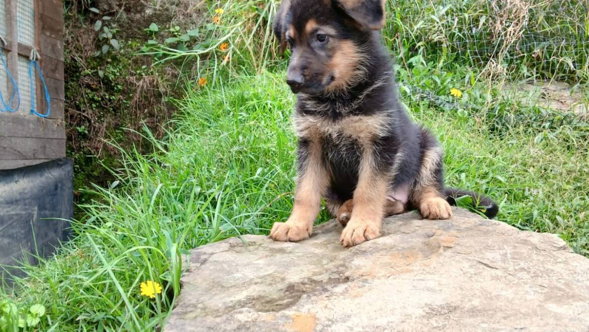 Perros pastor alemán  excelente genética