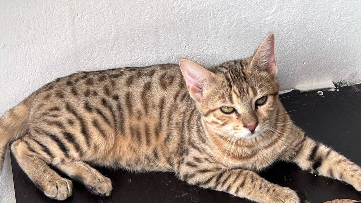 Gatos bengalí macho y hembra tiernos y dinámicos